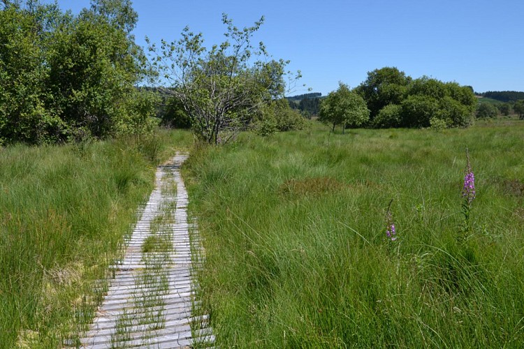 Peat bog of Longeyroux