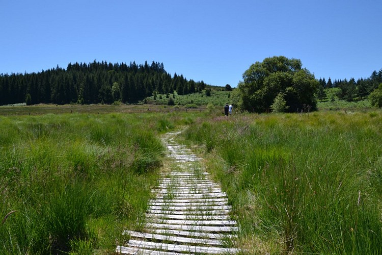 Tourbière du Longeyroux_3