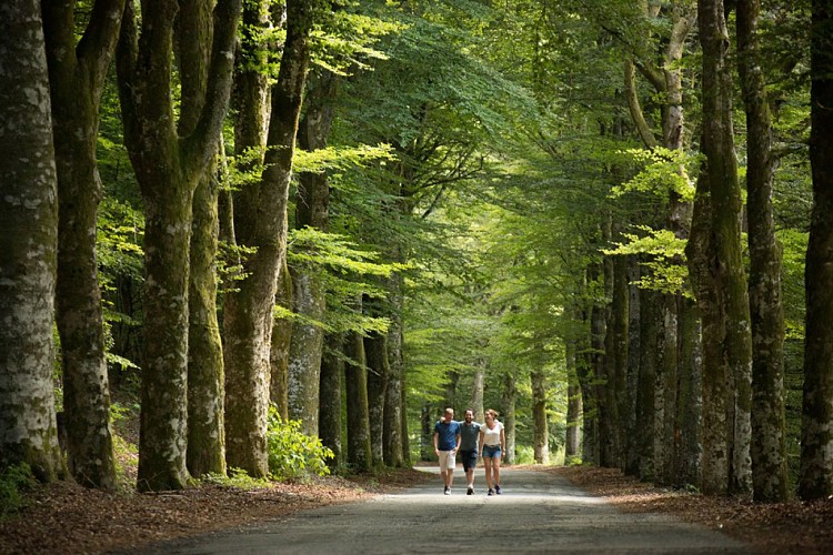 Meymac-route-des-hetres--Ma