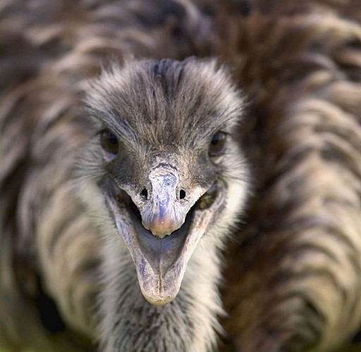 De struisvogels van Beaupré