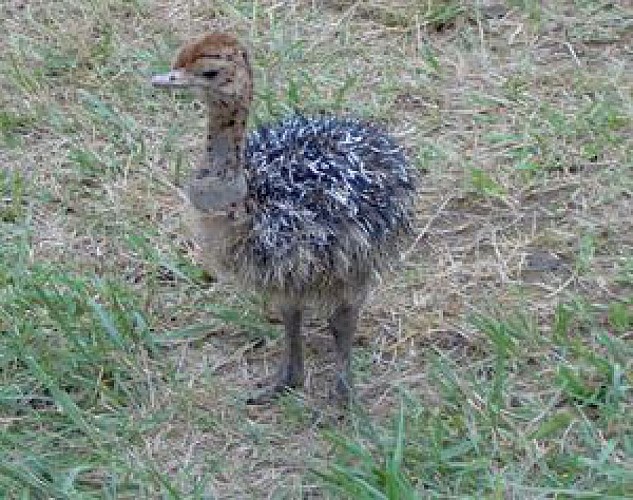 De struisvogels van Beaupré