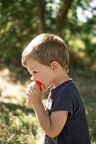 Camping à la ferme - Les rangs d'oignons