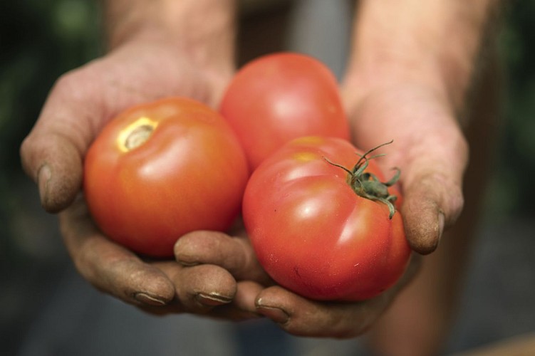 Camping à la ferme - Les rangs d'oignons