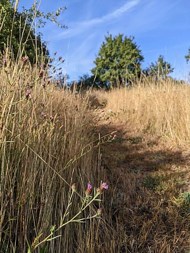 Ecolieu japonais EYN - Camping chez l'habitant