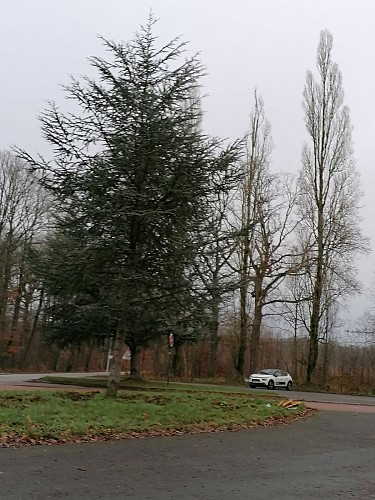 Circuit de 6.1 km Foret de Montmorency