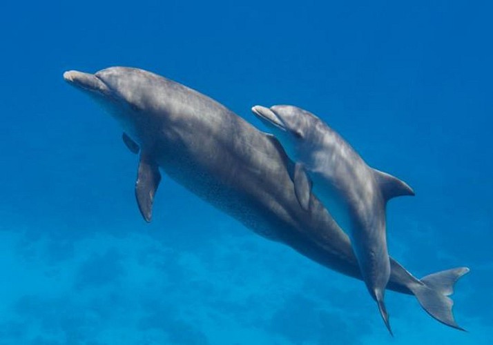 Sortie en bateau & nage avec les dauphins à La Réunion, au départ de Saint-Gilles-les-Bains - Equipement inclus