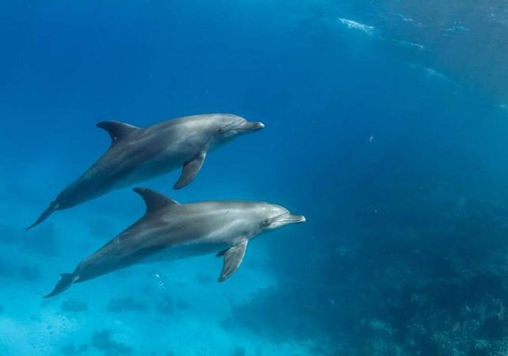 Sortie en bateau & nage avec les dauphins à La Réunion, au départ de Saint-Gilles-les-Bains - Equipement inclus