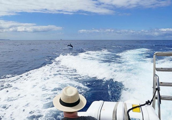 Croisière d'observation des dauphins et des baleines à La Réunion, au départ de Saint-Gilles-les-Bains - Boissons et collations incluses