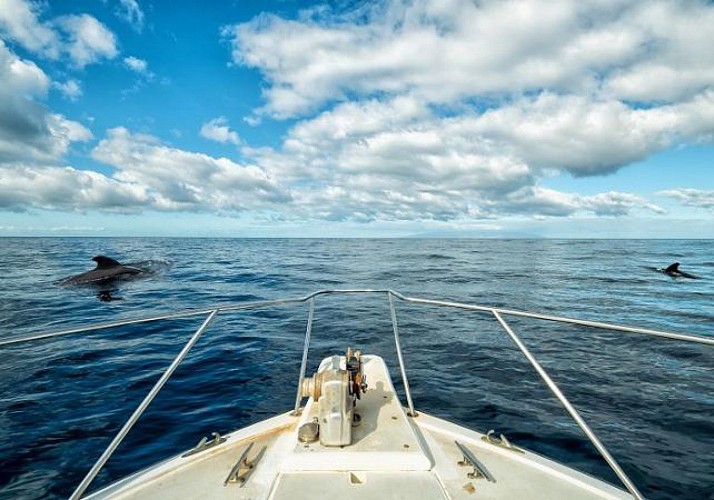 Croisière d'observation des dauphins et des baleines à La Réunion, au départ de Saint-Gilles-les-Bains - Boissons et collations incluses
