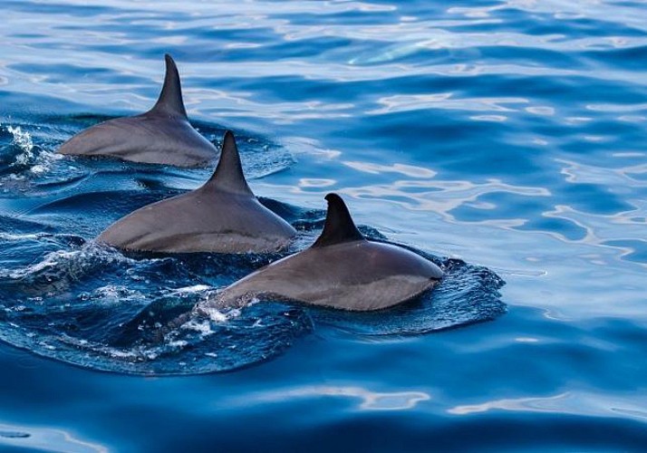 Croisière d'observation des dauphins et des baleines à La Réunion, au départ de Saint-Gilles-les-Bains - Boissons et collations incluses