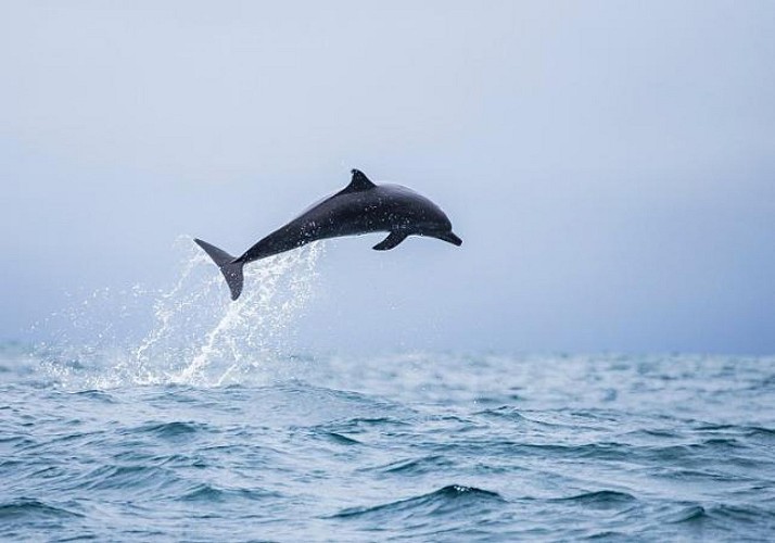 Croisière d'observation des dauphins et des baleines à La Réunion, au départ de Saint-Gilles-les-Bains - Boissons et collations incluses