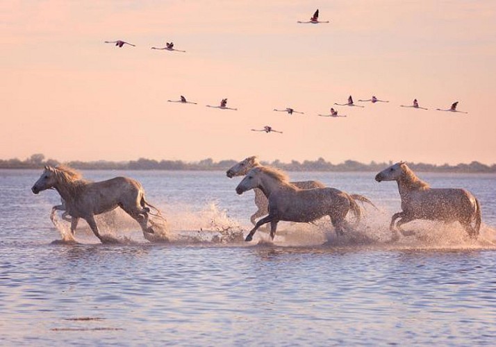 Excursion to the Camargue Nature Park and Tour of Saintes Maries de la Mer