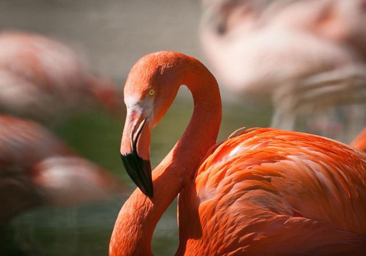 Excursion to the Camargue Nature Park and Tour of Saintes Maries de la Mer