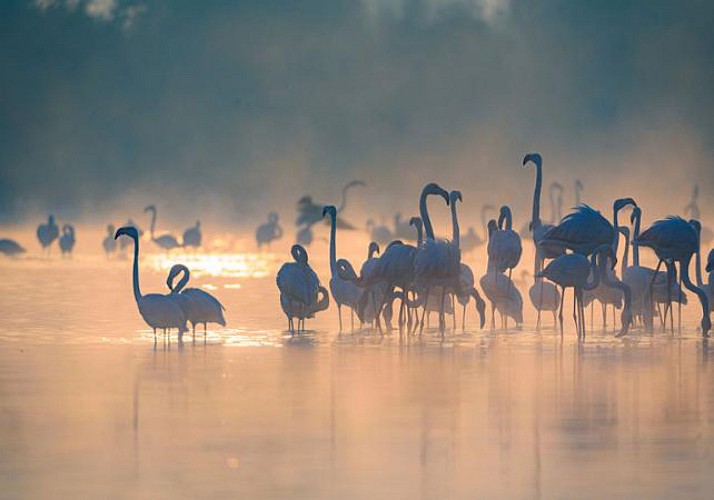 Excursion au parc naturel de Camargue et visite des Saintes Maries de la Mer