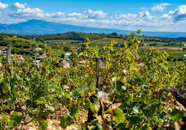 Journée découverte de la Provence & Dégustation de vin et chocolat