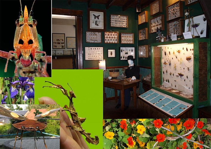 Cité des Insectes : Musée &amp; Parc nature_1