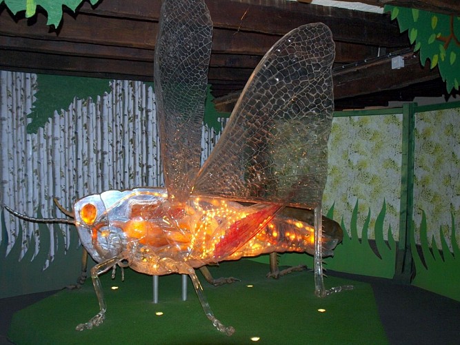 Cité des Insectes : Musée &amp; Parc nature_2