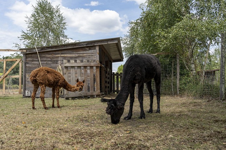 2022 - BOUR - Ferme Le Hillot - ©Midi Prod (1)