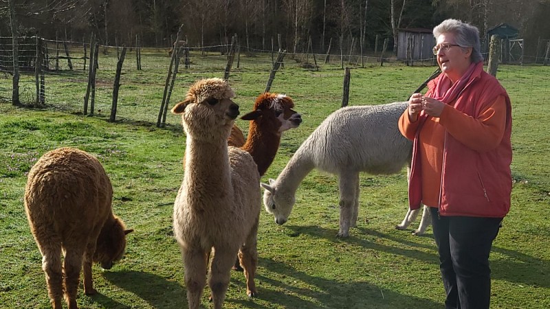 2023 - BOUR - Éductour - Découverte des alpagas - Ferme le Hillot