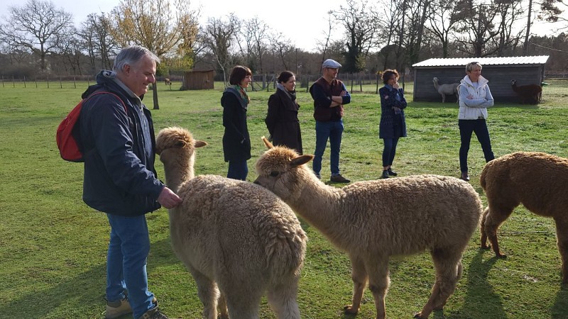 2023 - BOUR - Éductour - Découverte des alpagas - Ferme le Hillot