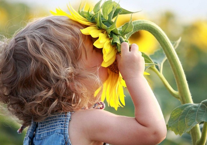 Pyrenees Passions- Sunflower