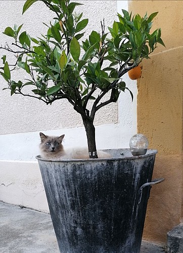 IMG_20210625_122958_resized_20220523_091439391