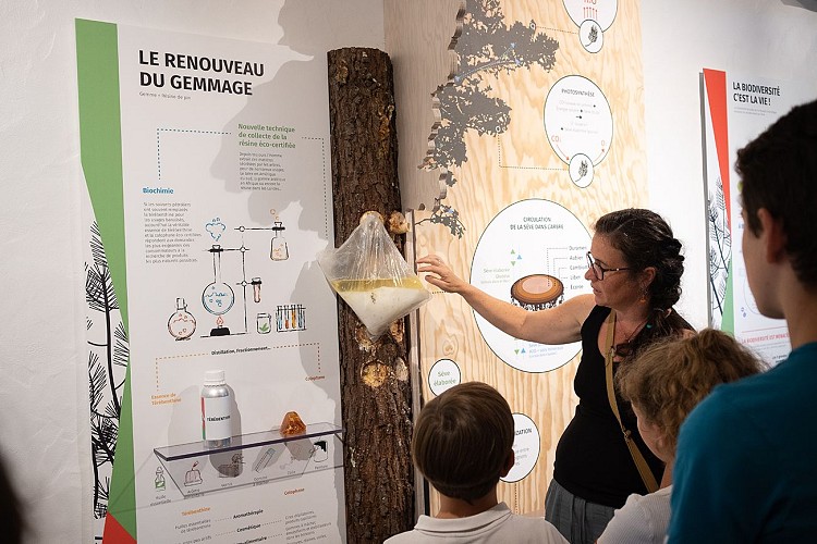 Graine de forêt - Centre de découverte de la forêt des Landes