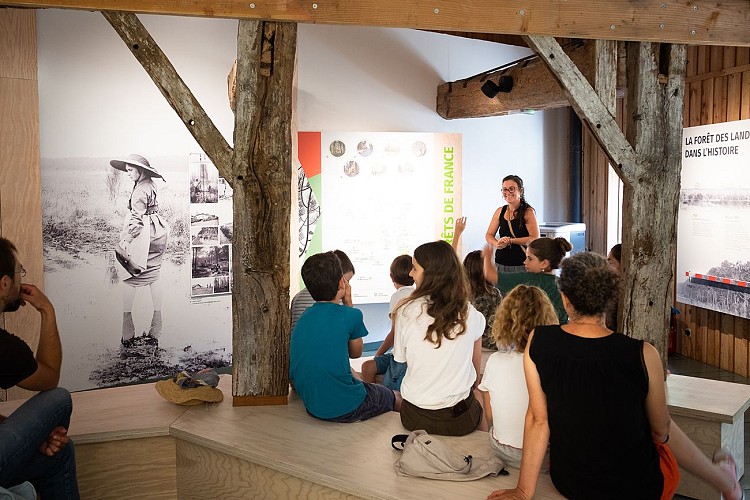 Graine de forêt (2).jpg_3