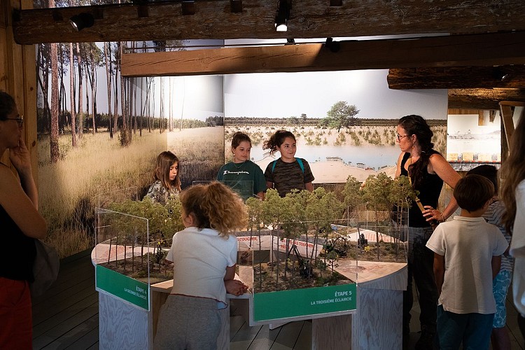 Graine de forêt (5).jpg_6