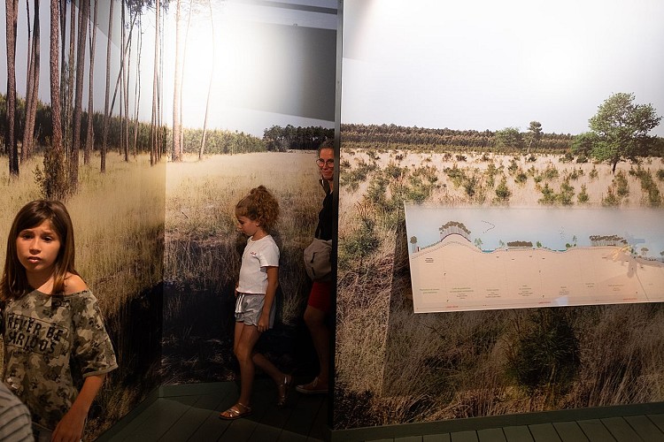 Graine de forêt (7).jpg_8