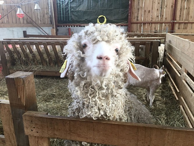 Mohair du Piémont Pyrénéen à Lasseube