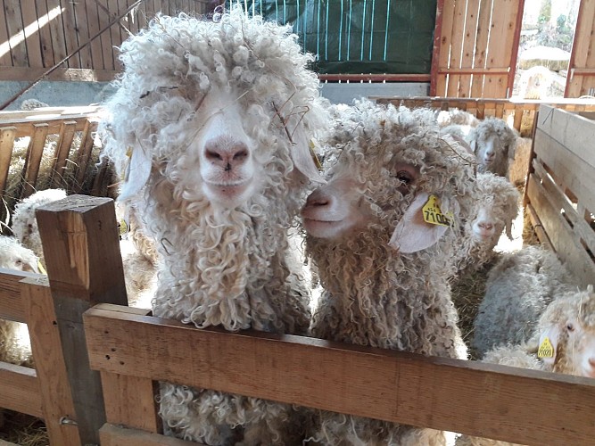 Mohair du Piémont Pyrénéen à Lasseube