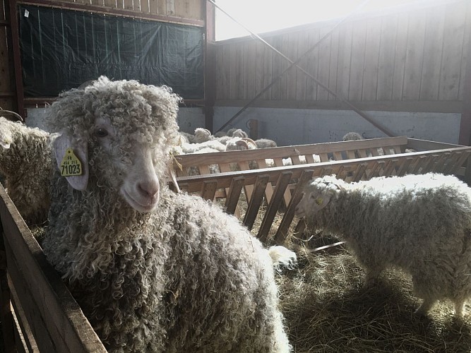Mohair du Piémont Pyrénéen à Lasseube