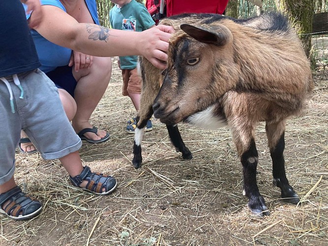 FERME PÉDAGOGIQUE «LES FUN K'BANES»