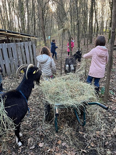 FERME PÉDAGOGIQUE «LES FUN K'BANES»