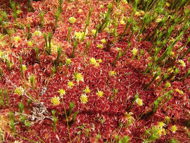 Hochmoor in Friaulouse