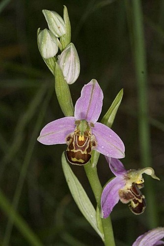 ophrys abeille 