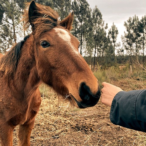 Centre équestre du Plec