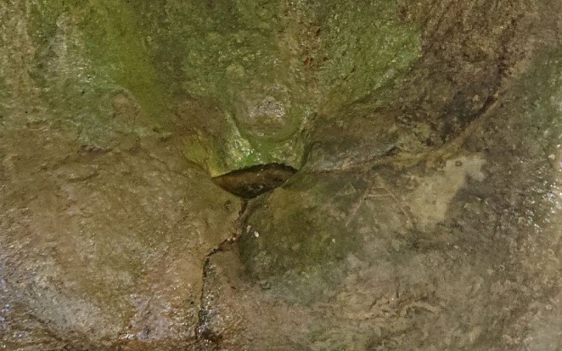 La sébille naturelle remplie d'eau