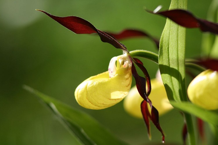 Beaufortain Randonnée - mountain guides