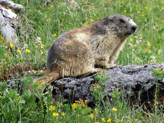 ADMontagnes - Schneeschuhe des Yeti