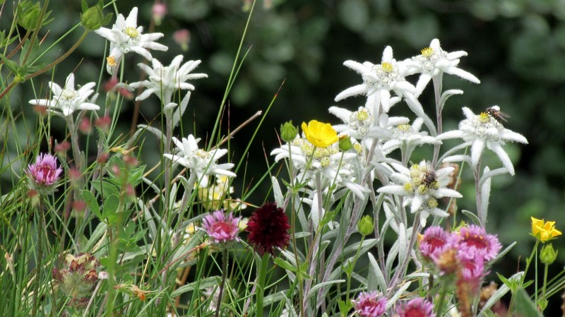 ADMontagnes - Yeti sneeuwschoenen