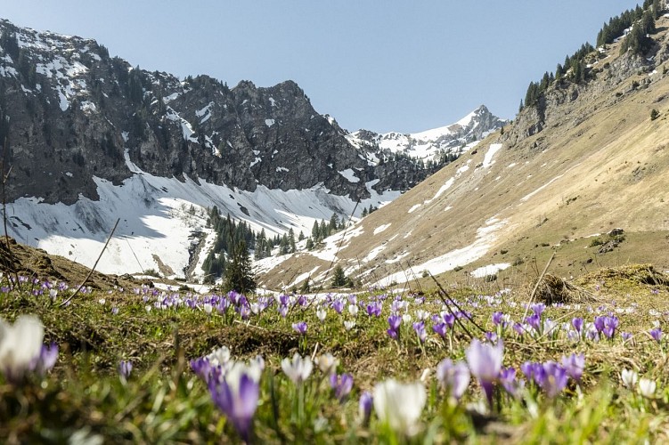 Combe et alpage de Graydon