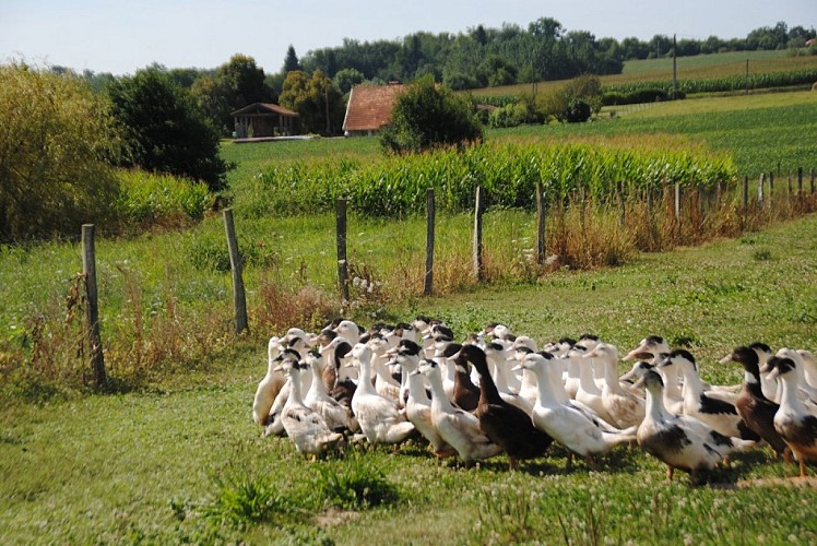 Ferme-Guilhem-Doazit