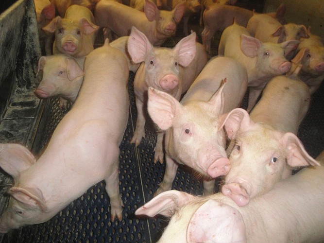 Ferme Bergeras à Saint-Pée d'Oloron - Porcs 