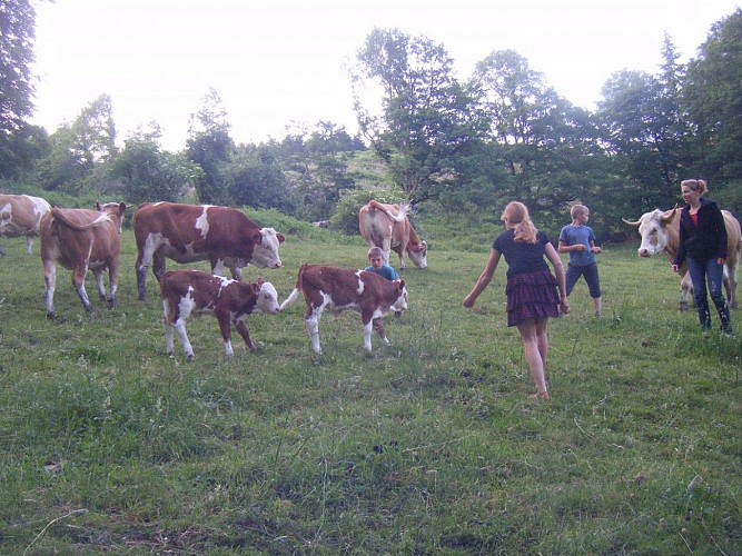 Brebis laitières, porcs plein air et céréales - Famille FHAL