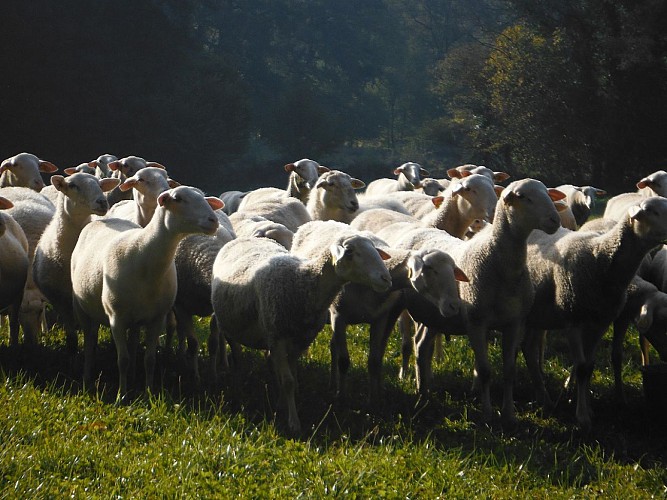 Elevage de lapin du Domaine des Fontanilles