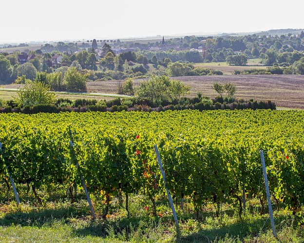Les vignes