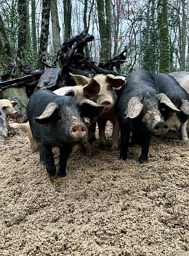 LA FERME DE LAGEAS HAUTE