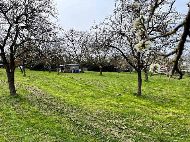 Le logement bénéficie d'un vaste jardin-verger - Quetsches, Mirabelles, pommes,... en fonction de la saison - poulailler (oeufs frais disponibles) - à 50m un city stade avec jeux pour enfants et terrains multisport